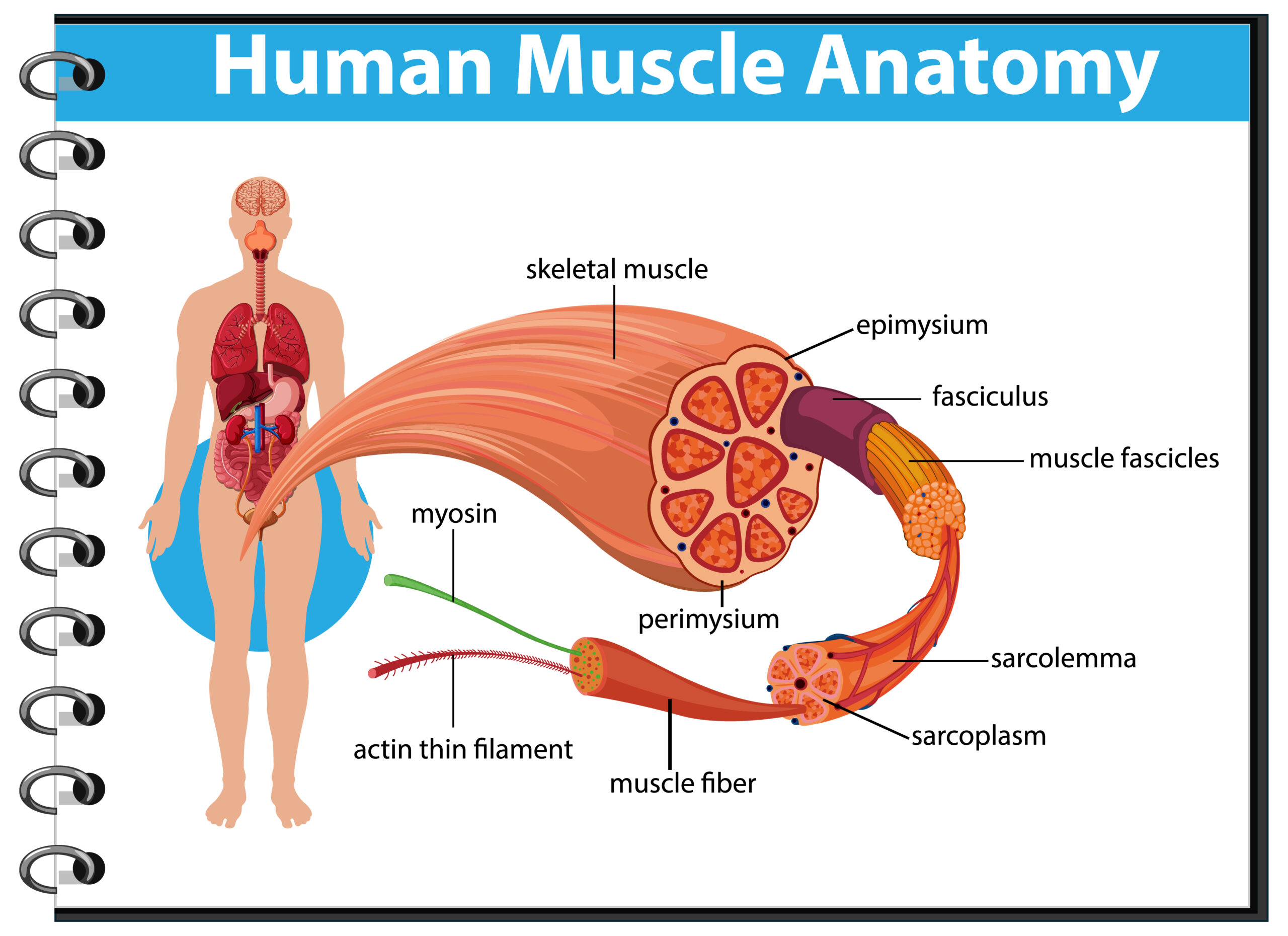 A detailed diagram of human muscle anatomy, representing the effects of hormones and endocrine disruptors on muscle development and metabolism.